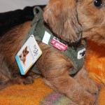 Curli® Vest Harness Clasp Air Mesh